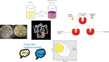 Isatin derived novel Schiff bases: An efficient pharmacophore for versatile biological applications