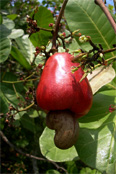 Value added product from cashew apple