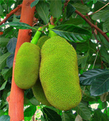 Jack Fruit