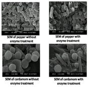 Studies on enzyme assisted extraction of active compounds from spices