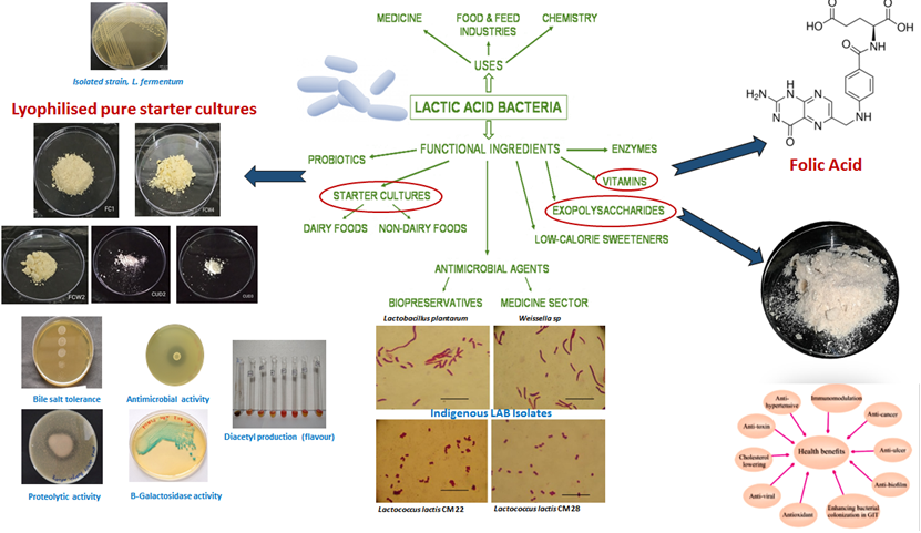 Development of Probiotic Cultures and Production of Nutraceuticals & Bio-actives from Lactic Acid Bacteria