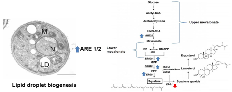 Metabolic engineering of Pichia pastoris for enhanced flux towards Squalene production