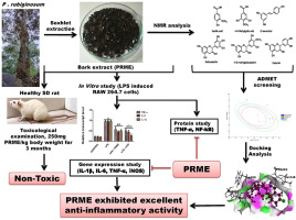 An integrated approach to the structural characterization, long-term toxicological and anti-inflammatory evaluation of Pterospermum rubiginosum bark extract