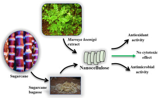 Murraya koenigii extract blended nanocellulose-polyethylene glycol thin films for the sustainable synthesis of antibacterial food packaging