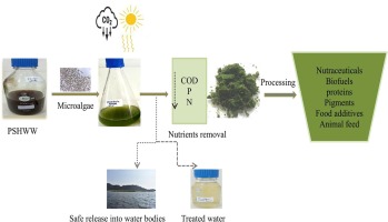Sustainable microalgal cultivation in poultry slaughterhouse wastewater for biorefinery products and pollutant removal