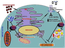 Vanillic acid mitigates hyperinsulinemia induced ER stress mediated altered calcium homeostasis, MAMs distortion and surplus lipogenesis in HepG2 cells
