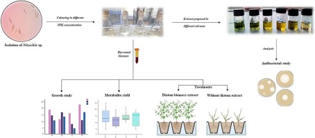 Biomass valorization of agriculture wastewater grown freshwater diatom Nitzschia sp. for metabolites, antibacterial activity, and biofertilizer