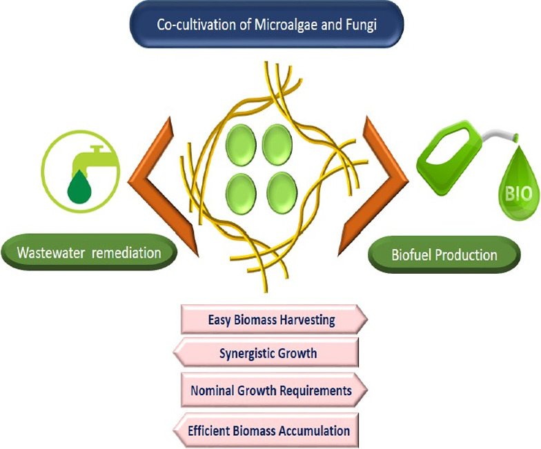 A state of the art review on the co-cultivation of microalgae-fungi in wastewater for biofuel production